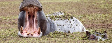 | Moremi Game Reserve