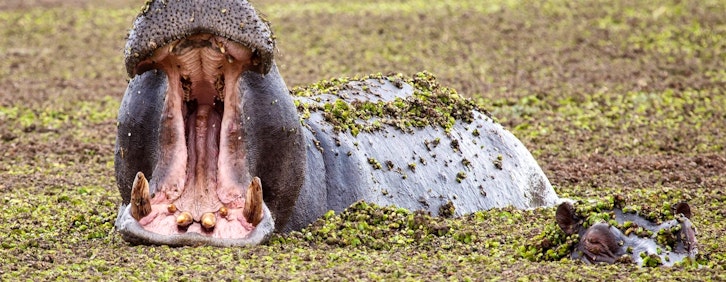 | Moremi Game Reserve