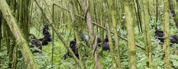 Kigali  - Parc National des Volcans 