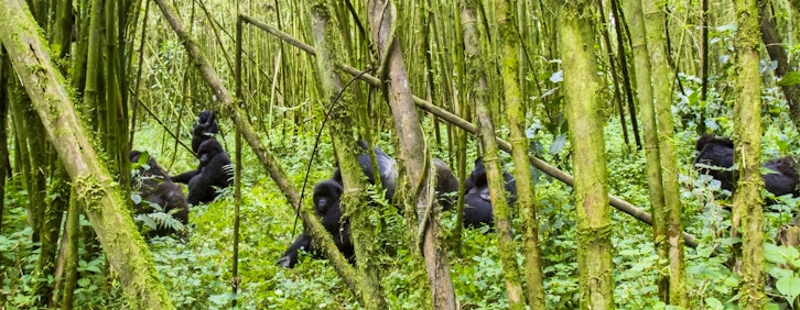 Kigali  - Parc National des Volcans 