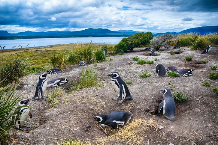 Beagle Channel Boat Trip to Estancia Harberton 3