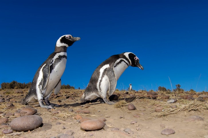 Punta Tombo Provincial Reserve 1