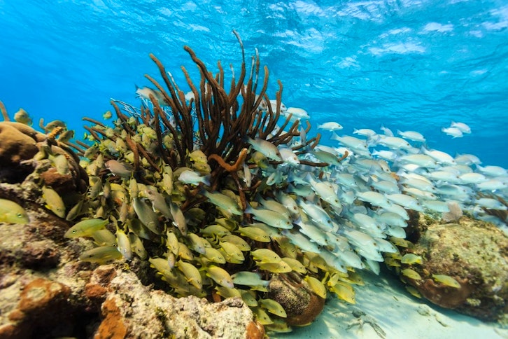 Hol Chan & Shark Ray Alley Snorkel Tour 1