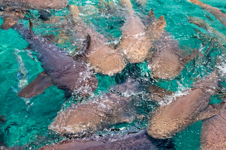 Hol Chan & Shark Ray Alley Snorkel Tour 2