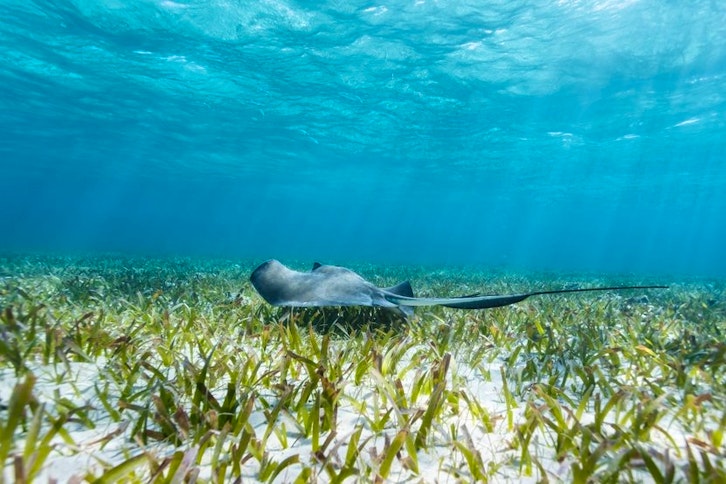 Hol Chan & Shark Ray Alley Snorkel Tour 3