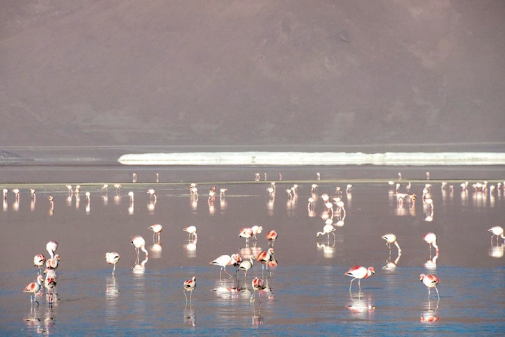 Altiplanic Lagoons, Atacama Salt Flats & Toconao Village 3