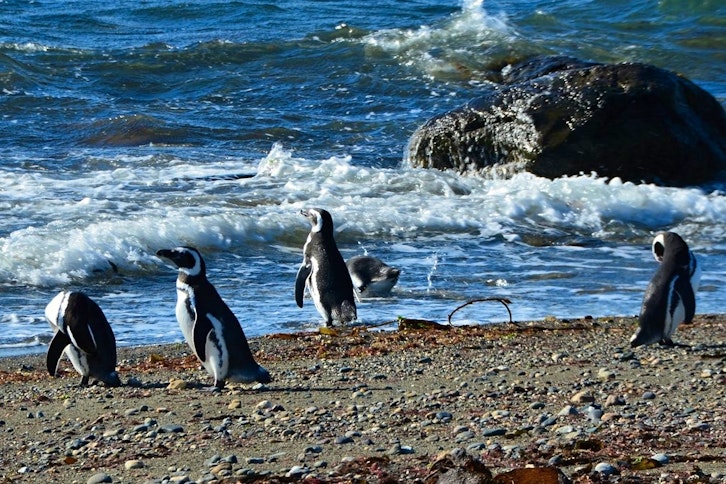 Otway Sound Penguin Colony 1