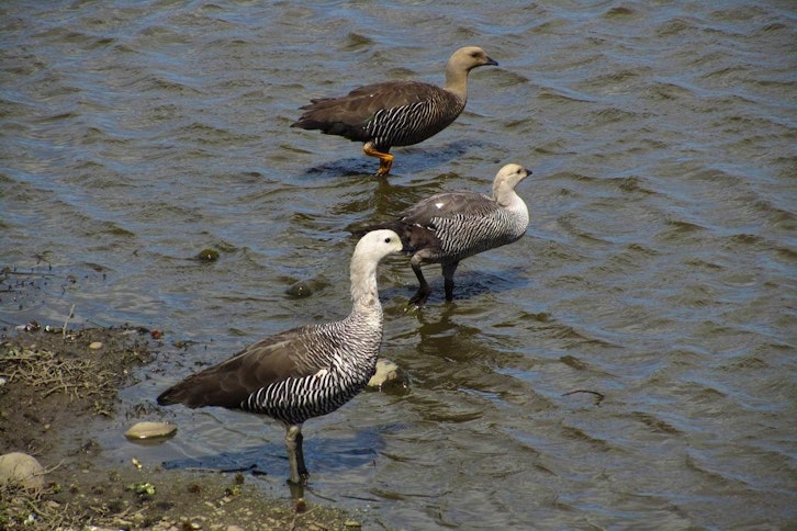 Otway Sound Penguin Colony 2