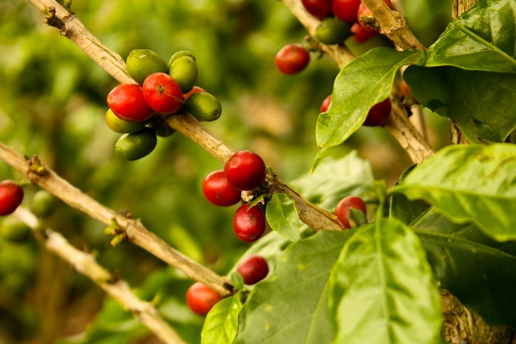 Half Day Coffee Tour 2