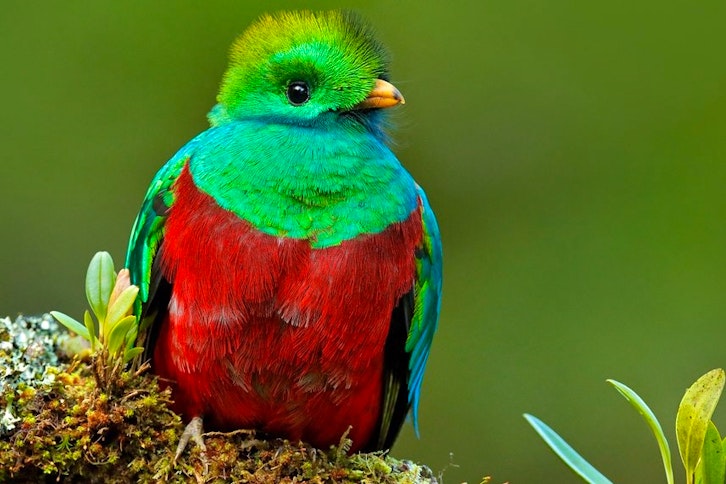 Monteverde Reserve 1