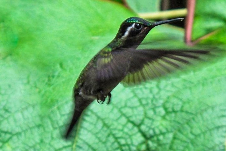 Selvatura Walkways, Butterfly and Hummingbird Garden 1