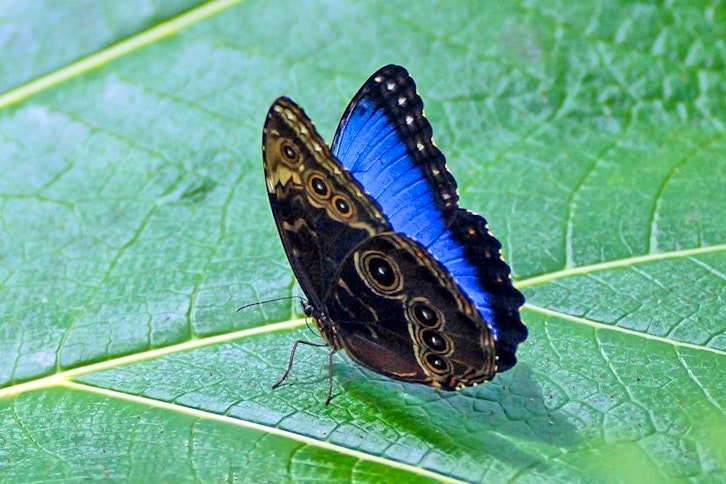 Selvatura Walkways, Butterfly and Hummingbird Garden 2