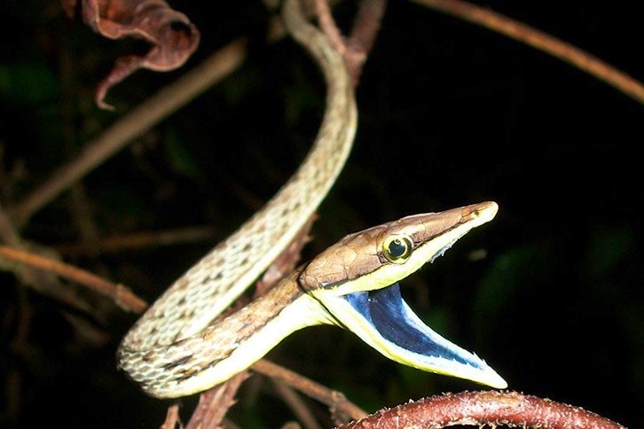 Monteverde Night Tour (Hidden Valley) 2