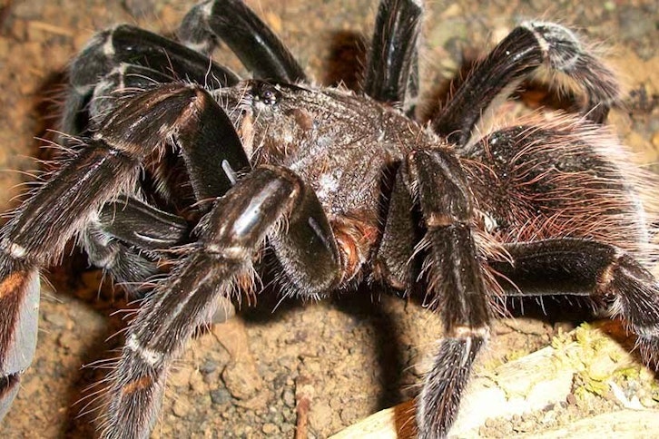 Monteverde Night Tour (Hidden Valley) 3