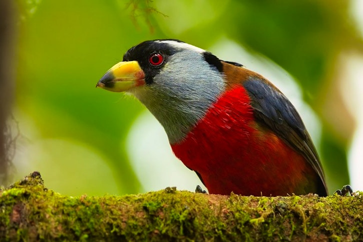 Bellavista Cloudforest 1