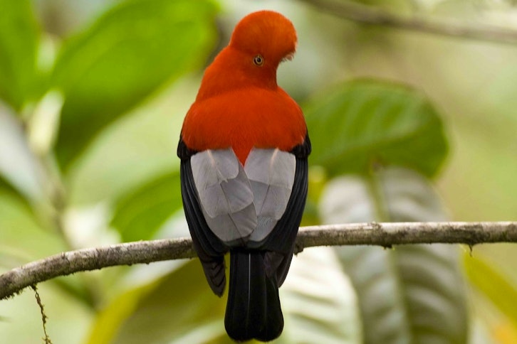 Bellavista Cloudforest 4