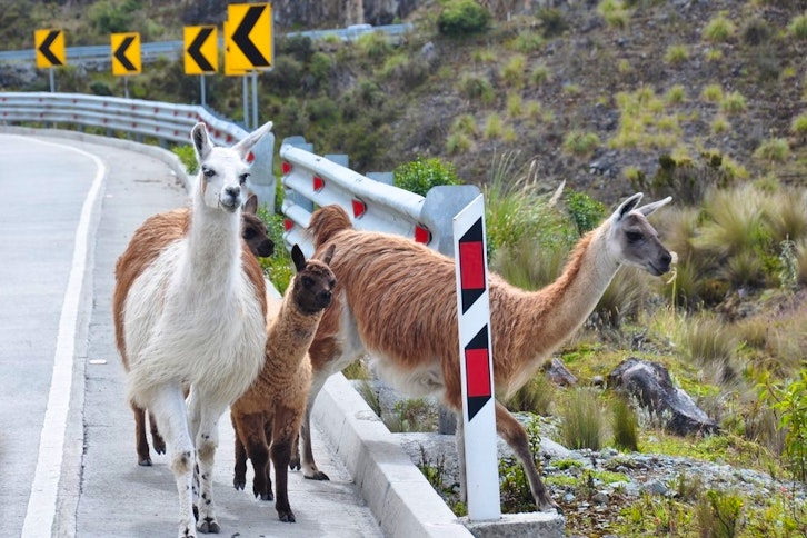 Overland from Cuenca to Guayaquil via Las Cajas National Park 3
