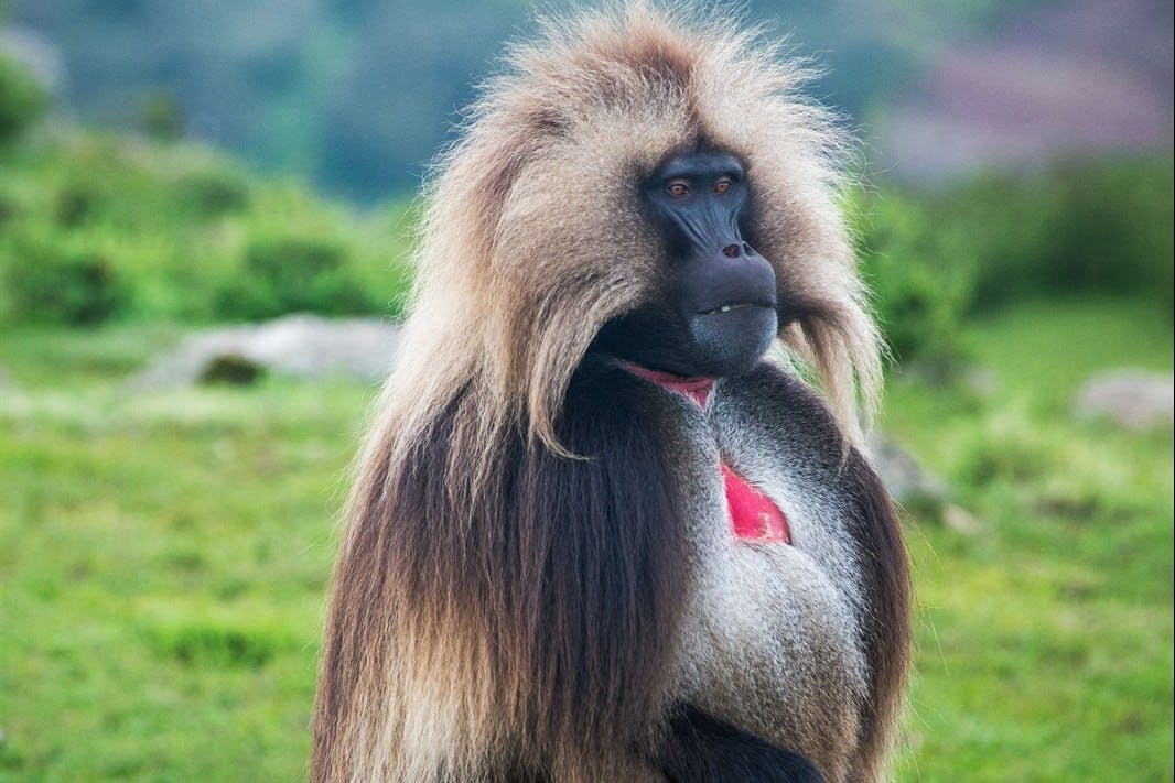 Simien Mountains National Park - day excursion 2