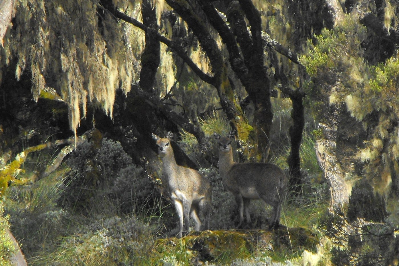 Simien Mountains National Park - day excursion 5