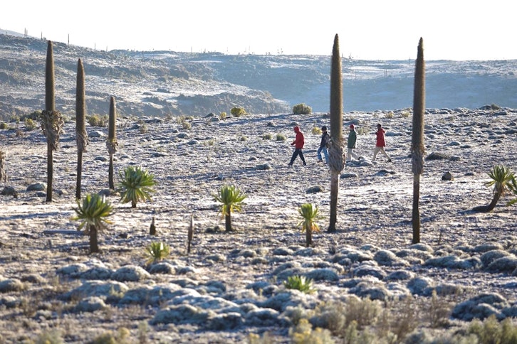 Bale Mountains National Park - Sanetti Plateau excursion 1