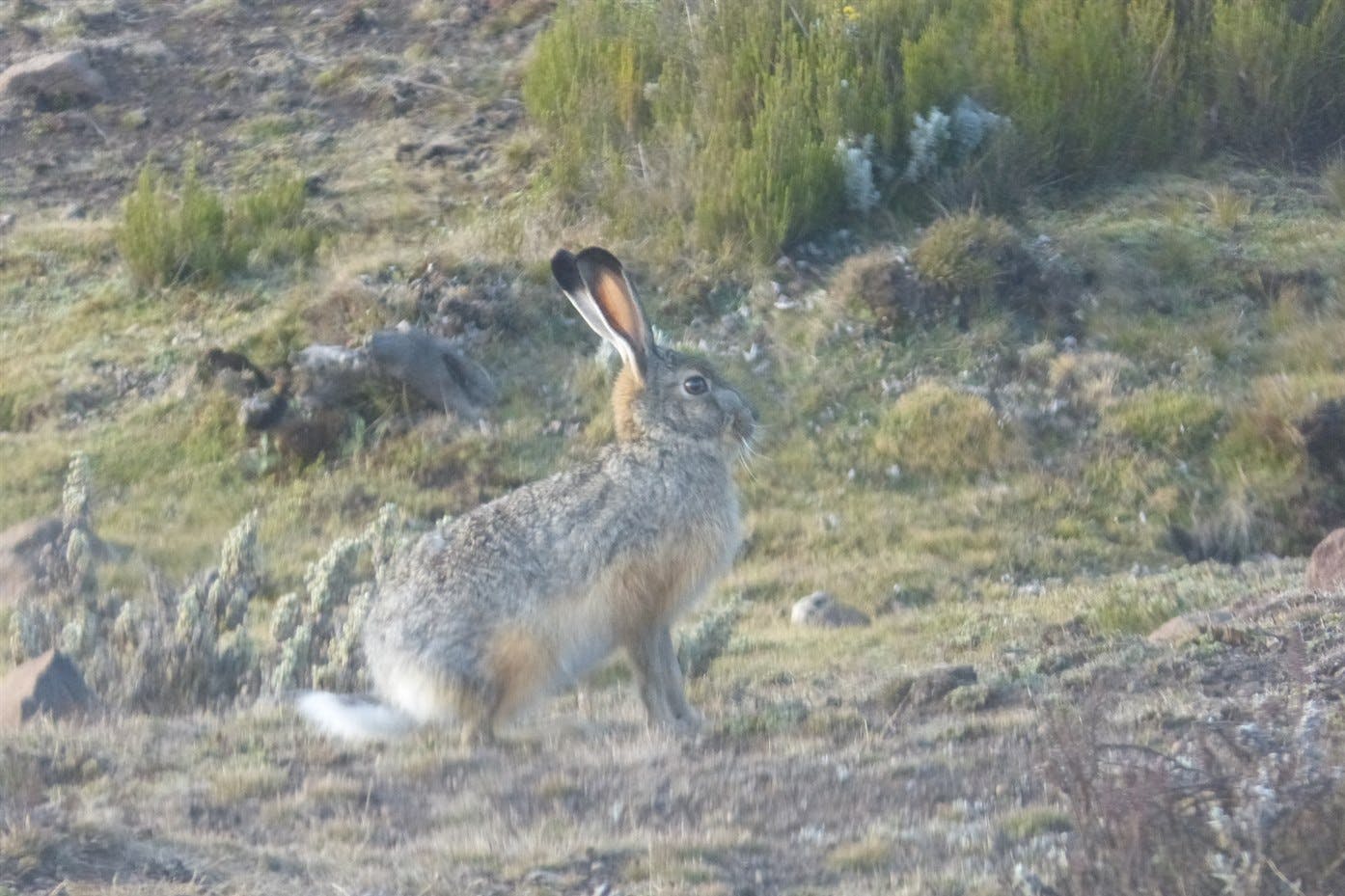 Bale Mountains National Park - Sanetti Plateau excursion 4