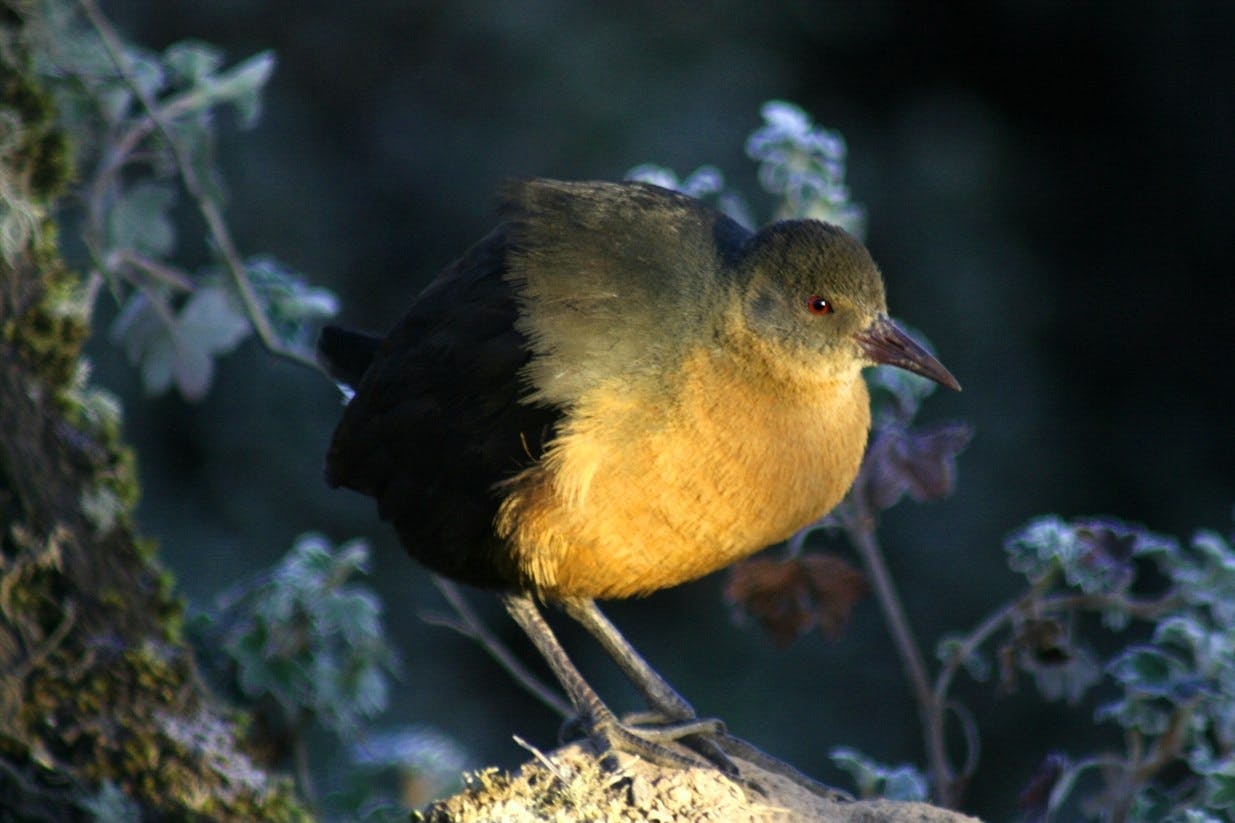 Bale Mountains National Park - Sanetti Plateau excursion 5
