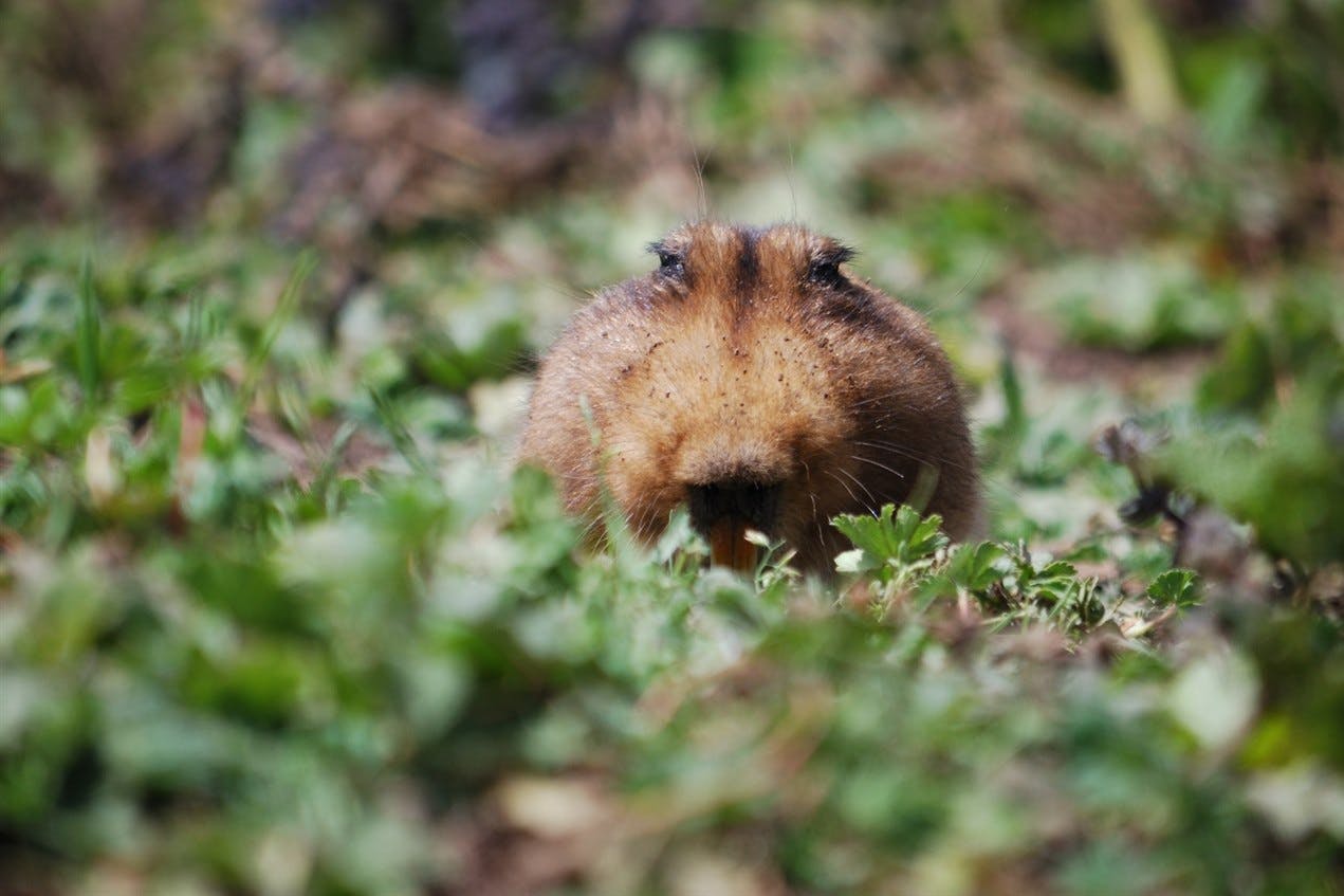 Bale Mountains National Park - Sanetti Plateau excursion 6