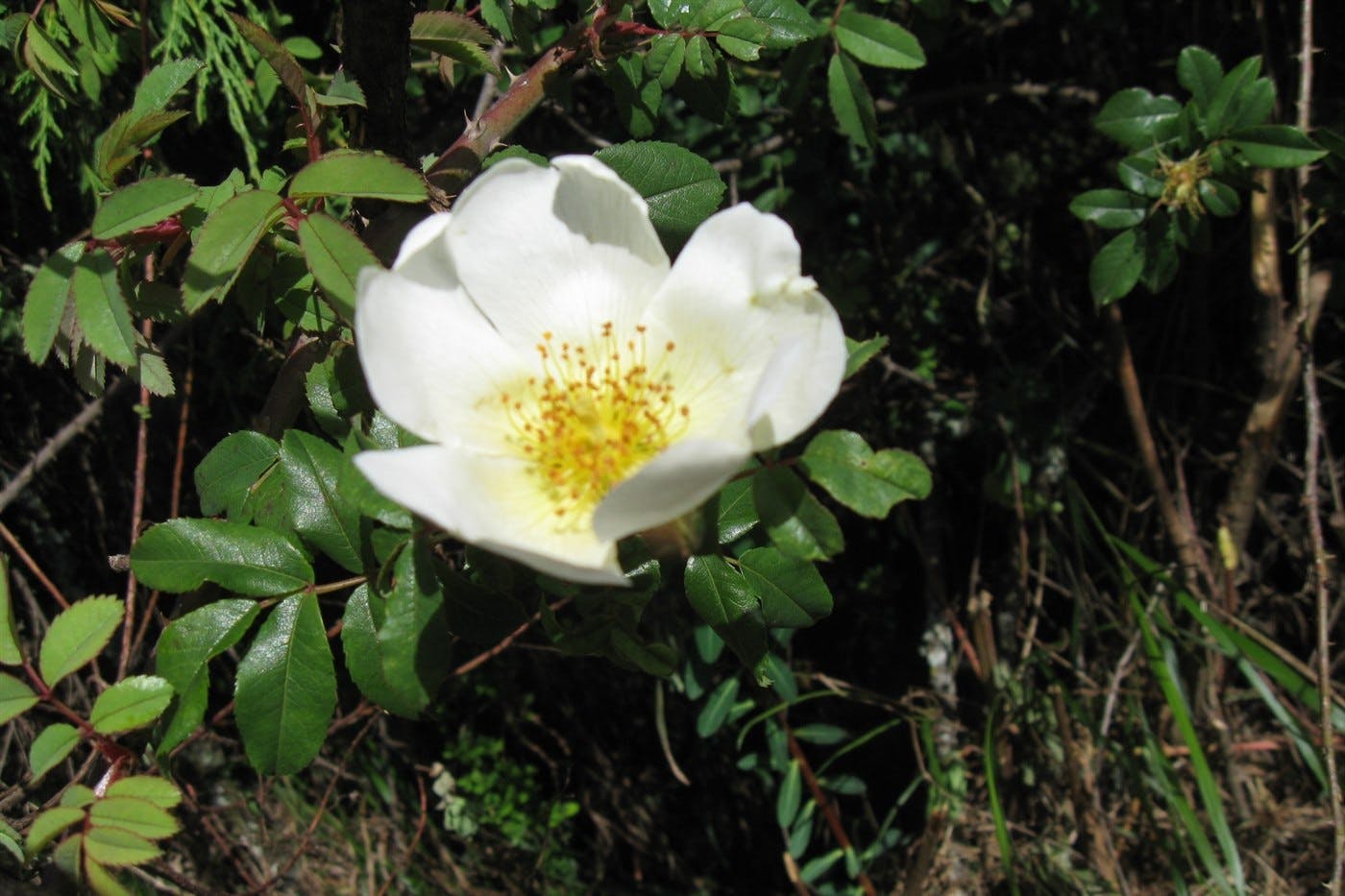Dinsho visit Bale Mountains 5