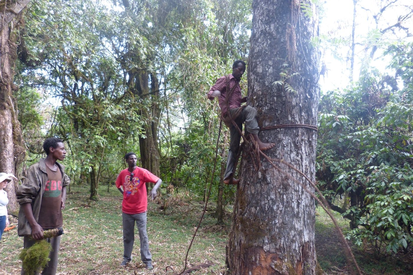 Harenna Forest visit 5