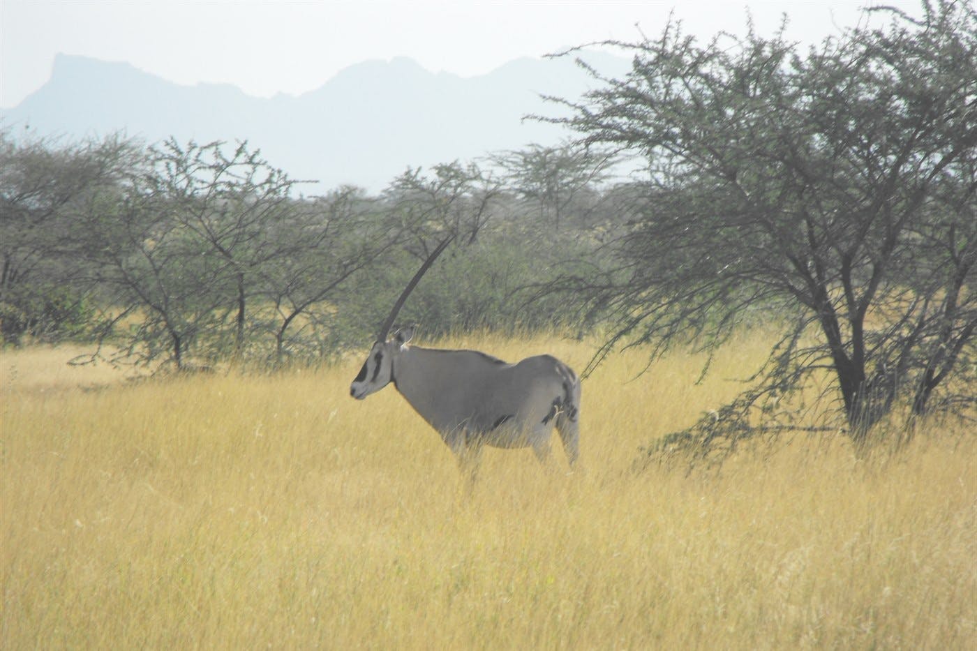 Awash Wildlife and Birding Drive 2