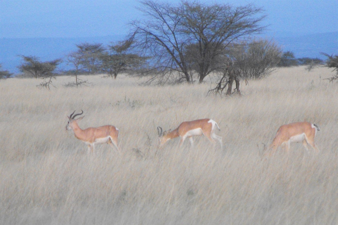 Awash Wildlife and Birding Drive 5