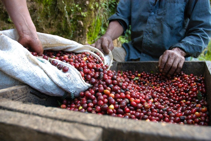 Azotea Coffee Farm & Maya Museum Tour 1