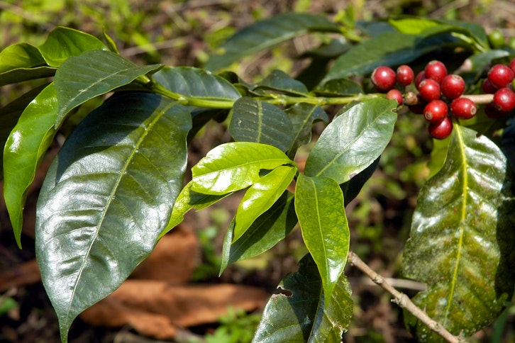 Azotea Coffee Farm & Maya Museum Tour 2