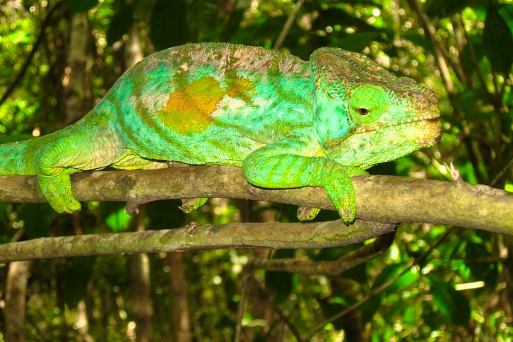 Andasibe guided rainforest walk 1