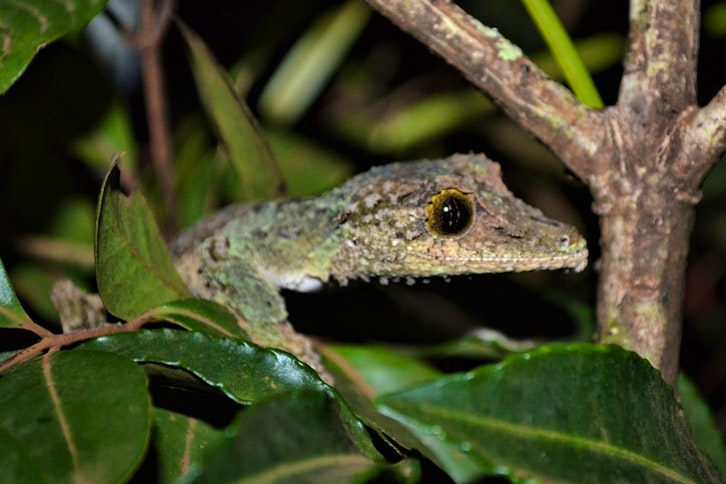 Andasibe guided night walk 1