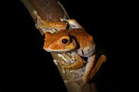 Ranomafana guided night walk