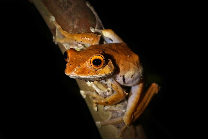 Ranomafana guided night walk