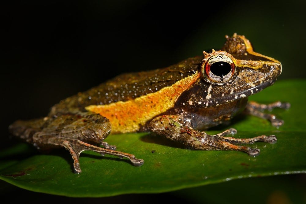 Ranomafana guided night walk 5