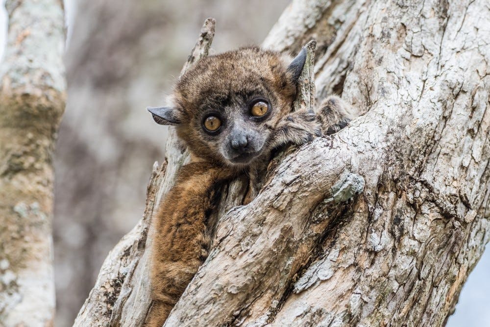 Zombitse Forest guided nature walk 5