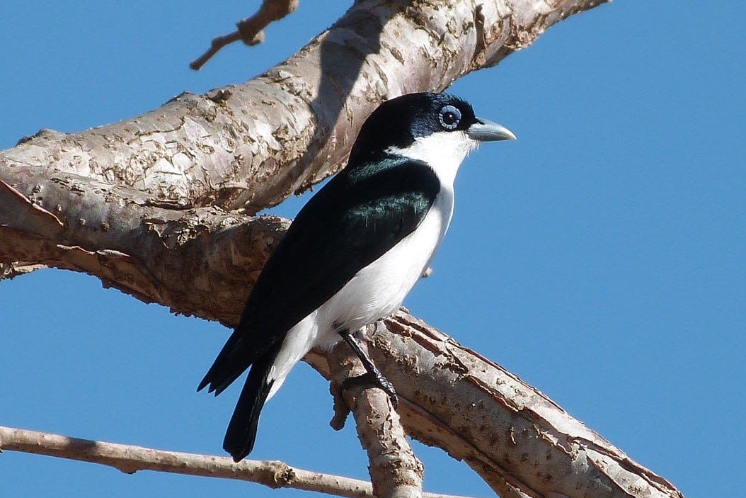 Zombitse Forest guided nature walk 6