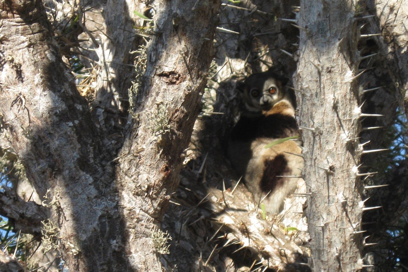 Guided Spiny Forest bird and botany walk 4