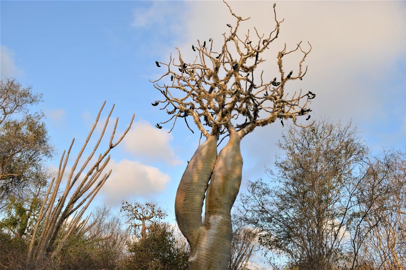 Guided Spiny Forest bird and botany walk 5