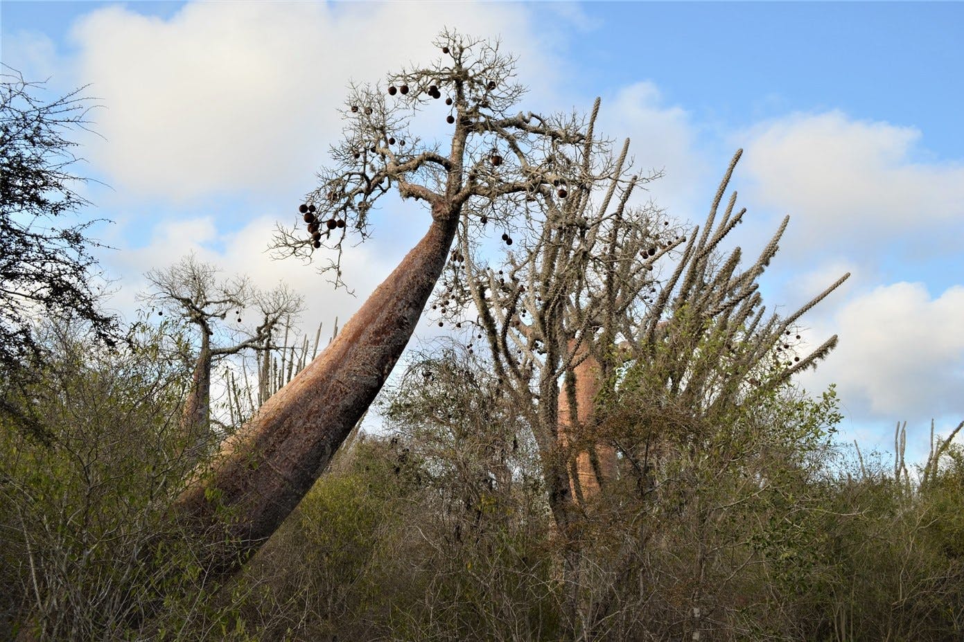 Guided Spiny Forest bird and botany walk 6