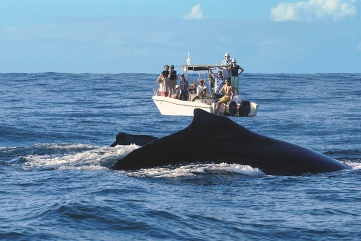 Princesse Bora Lodge whale watching 1