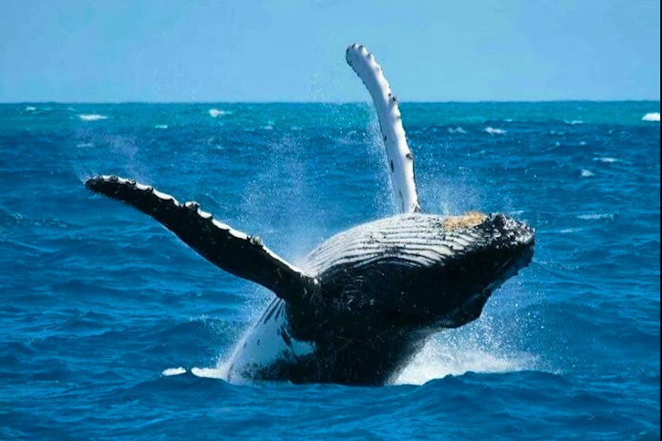 Princesse Bora Lodge whale watching 2