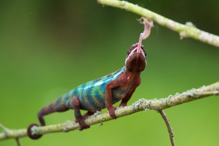Montagne d'Ambre guided walk 4