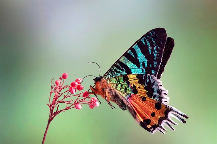 Montagne d'Ambre guided walk 6