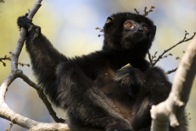 Andrafiamena Andavakoera Park guided walk 4
