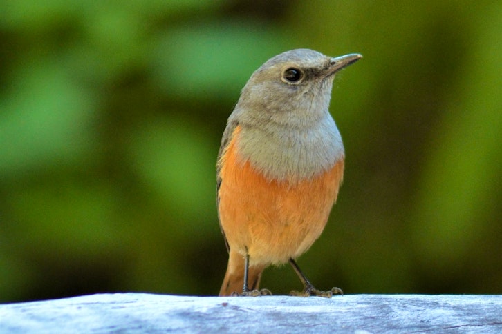 Isalo guided wildlife hike 5
