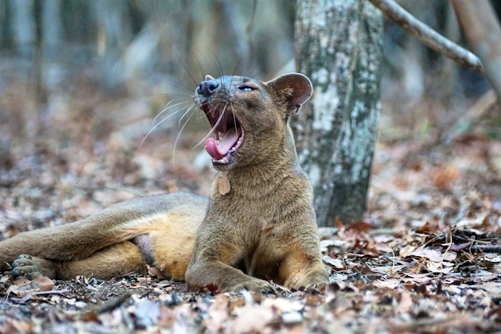 Kirindy Forest guided walk 1